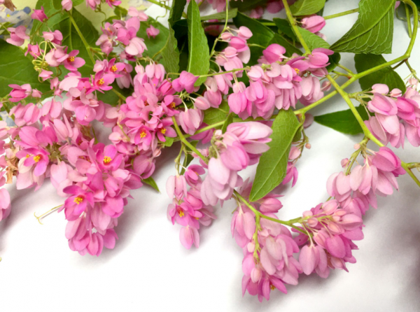 Tanaman Rambat dengan Bunga Berwarna-Warni